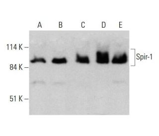 Spir-1 Antibody (H-1) - Western Blotting - Image 348588 