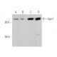 Spir-1 Antibody (H-1) - Western Blotting - Image 379426
