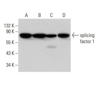 splicing factor 1 Antibody (E-9) - Western Blotting - Image 309736 