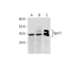 Spo11 Antibody (C-4) - Western Blotting - Image 281832 