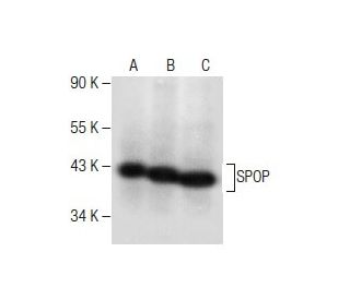 SPOP Antibody (B-8) - Western Blotting - Image 282531 