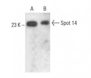 Spot 14 Antibody (B-6) - Western Blotting - Image 381340 