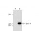 Spot 14 Antibody (D-2) - Western Blotting - Image 291054 