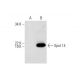 Spot 14 Antibody (D-2) - Western Blotting - Image 291055