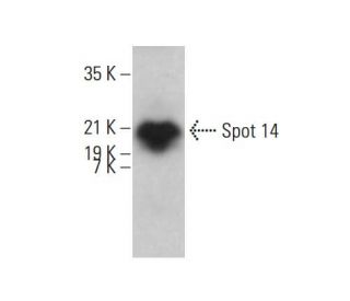 Spot 14 Antibody (D-2) - Western Blotting - Image 382853 