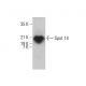 Spot 14 Antibody (D-2) - Western Blotting - Image 382853 