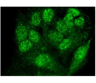 Spot 14 Antibody (F-7) - Immunofluorescence - Image 296820 