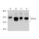 SPPL2a Antibody (1C7) - Western Blotting - Image 384253 
