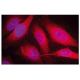 SPRED1 Antibody (M23-P2G3) - Immunofluorescence - Image 47839
