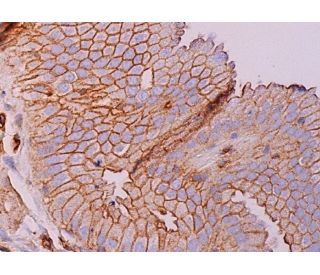 Sprouty 1 Antibody (H-2) - Immunohistochemistry - Image 386925 
