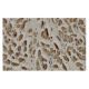 Sprouty 1 Antibody (RR-15) - Immunohistochemistry - Image 36191 