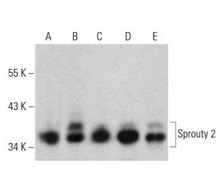 Sprouty 2 Antibody (D-6) - Western Blotting - Image 386115 