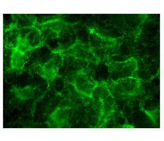 Sprouty 3 Antibody (C-2) - Immunofluorescence - Image 150820 
