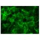 Sprouty 3 Antibody (C-2) - Immunofluorescence - Image 150820 