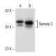 Sprouty 3 Antibody (C-2) - Western Blotting - Image 151647