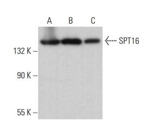 SPT16 Antibody (H-4) - Western Blotting - Image 380814 