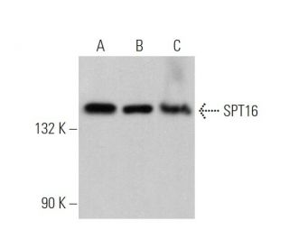 SPT16 Antibody (A-1) - Western Blotting - Image 372362