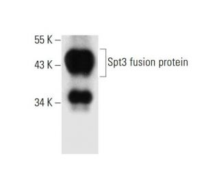 Spt3 Antibody (C-1) - Western Blotting - Image 297632