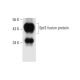 Spt3 Antibody (C-1) - Western Blotting - Image 297632