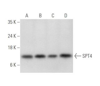 SPT4 Antibody (A-12) - Western Blotting - Image 344596