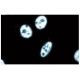 SPT5 Antibody (17) - Immunofluorescence - Image 60691