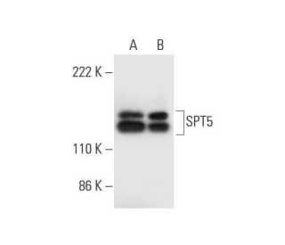 SPT5 Antibody (D-10) - Western Blotting - Image 293020 