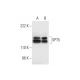 SPT5 Antibody (D-10) - Western Blotting - Image 293020 