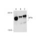 SPT6 Antibody (C-6) - Western Blotting - Image 299227 