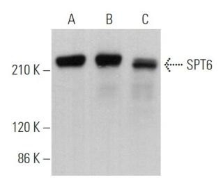 SPT6 Antibody (C-6) - Western Blotting - Image 366601
