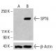 SPT6 Antibody (E-4) - Western Blotting - Image 415335