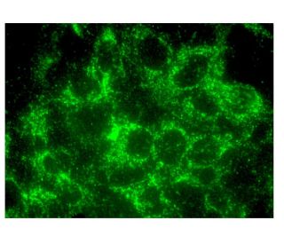 SPTLC2 Antibody (G-4) - Immunofluorescence - Image 324939 