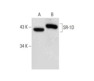 SR-1D Antibody (H-4) - Western Blotting - Image 308444 