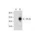 SR-3A Antibody (A-9) - Western Blotting - Image 286772 
