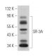 SR-3A Antibody (A-9) - Western Blotting - Image 368439 