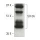 SR-3A Antibody (A-9) - Western Blotting - Image 396411