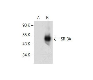 SR-3A Antibody (A-9) - Western Blotting - Image 286772Each CRISPR/Cas9 Knockout (KO) Plasmid product consists of a pool of 3 plasmids designed to ensure identification and cleavage of a specific gene for maximum knockout efficiency. Each plasmid encodes a unique 20 nt sequence derived from the GeCKO (v2) library. 