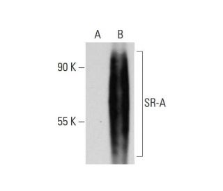 SR-A Antibody (B-9) - Western Blotting - Image 73223 