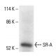 SR-A Antibody (B-9) - Western Blotting - Image 411237 