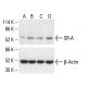 SR-A Antibody (B-9) - Western Blotting - Image 411303