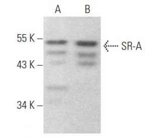 SR-A Antibody (C-6) - Western Blotting - Image 354020 