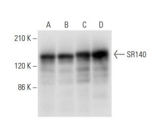 SR140 Antibody (E-3) - Western Blotting - Image 308124 