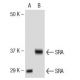 SRA Antibody (7H1G1) - Western Blotting - Image 137440