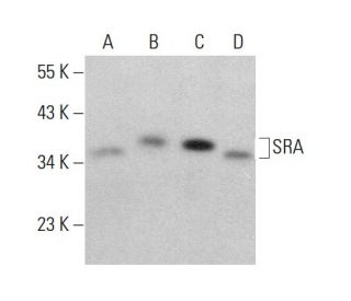 SRA Antibody (C-5) - Western Blotting - Image 375451 