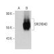 SRCRB4D Antibody (A-10) - Western Blotting - Image 387344 