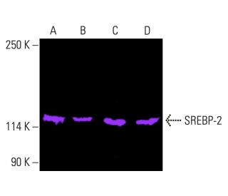 SREBP-2 Antibody (A-12) - Western Blotting - Image 401473