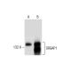 SRGAP1 Antibody (G-10) - Western Blotting - Image 287838 