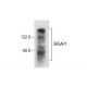 SRGAP1 Antibody (G-10) - Western Blotting - Image 287883