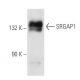 SRGAP1 Antibody (SQ-6) - Western Blotting - Image 31599 