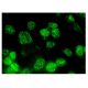 SRm160 Antibody (E-8) - Immunofluorescence - Image 323511 