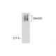 SRm300 Antibody (C-9) - Western Blotting - Image 287754